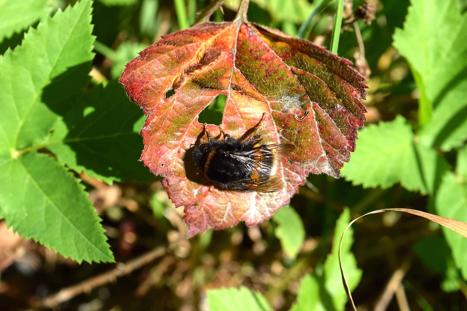 Animal arthropod bug