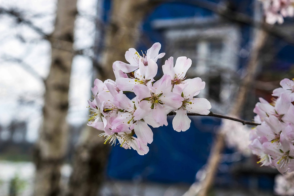 Beautiful beautiful flowers bloom