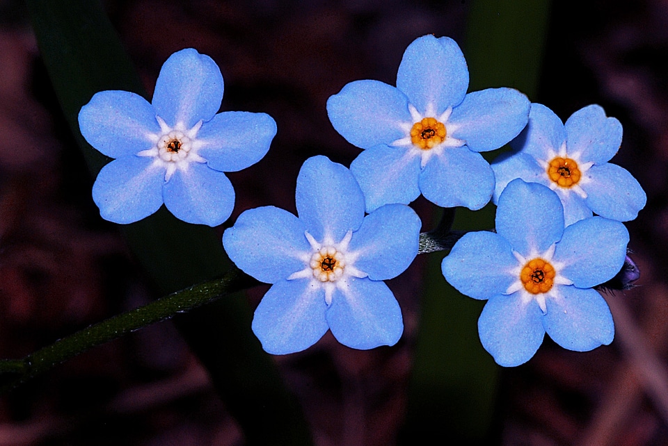 Botanical plant macro
