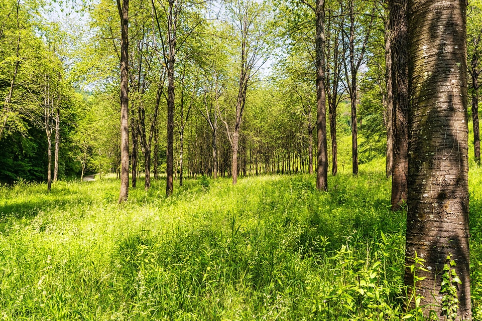 Birch countryside environment