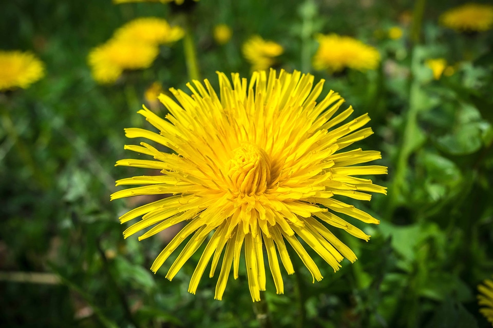 Beautiful Flowers bloom blooming