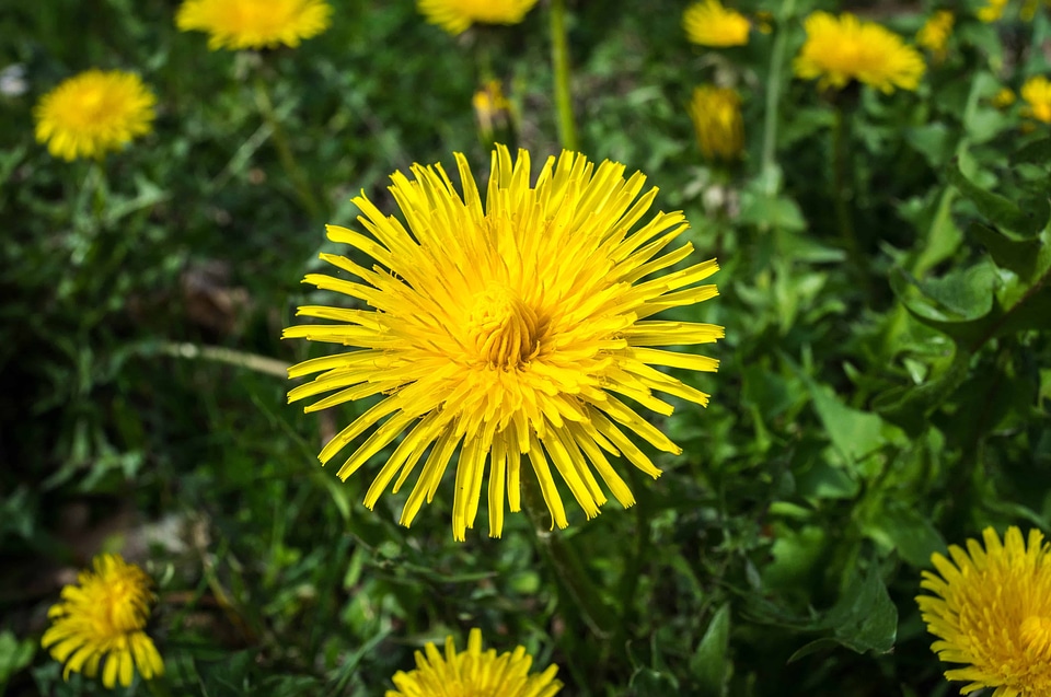 Beautiful Flowers bloom blooming