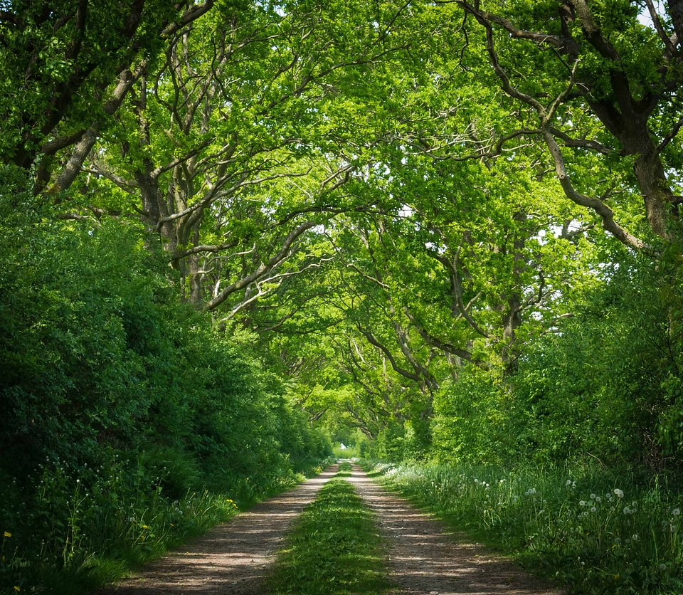 Alley branch ecology