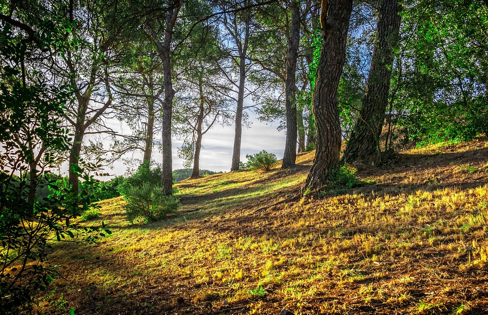 Beautiful Photo branch ecology