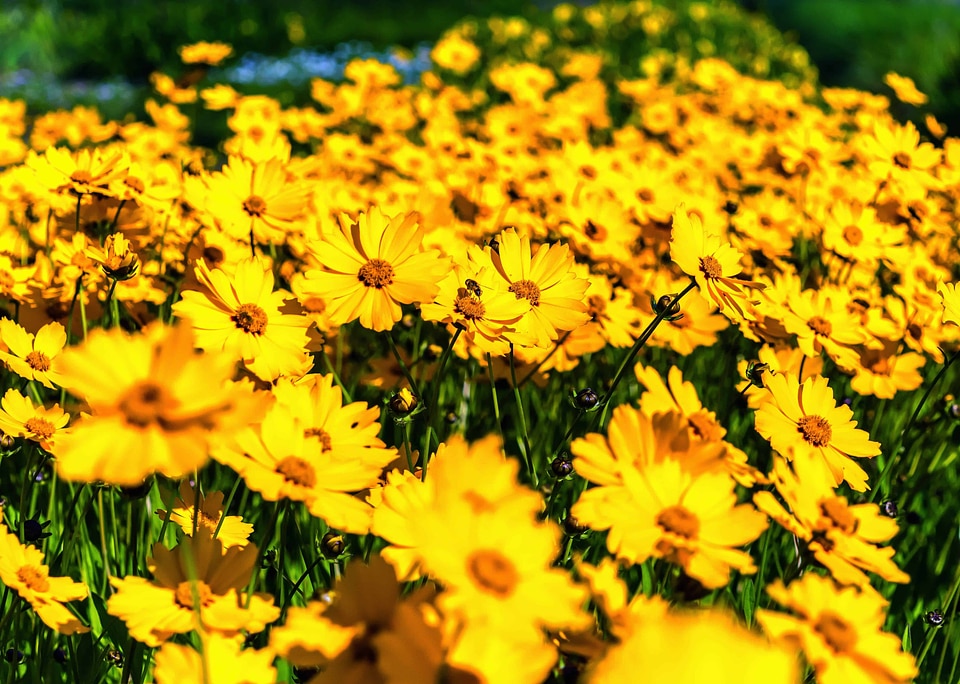 Autumn beautiful flowers blooming