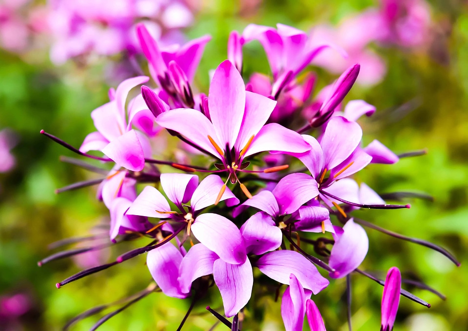 Beautiful beautiful flowers bloom