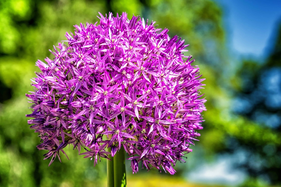 Beautiful Flowers bloom blooming