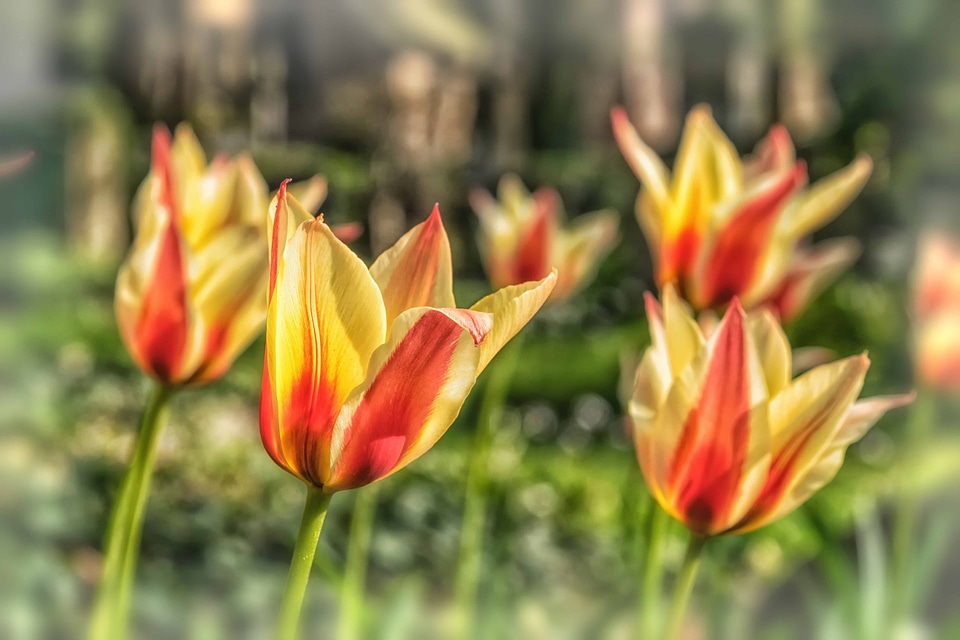 Beautiful Flowers bloom blooming