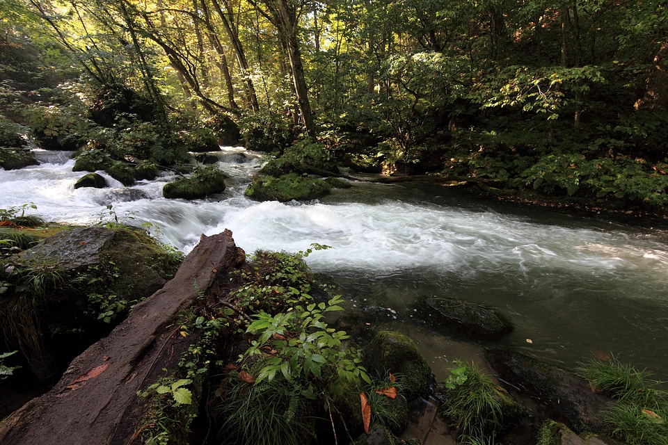 Creek environment foliage