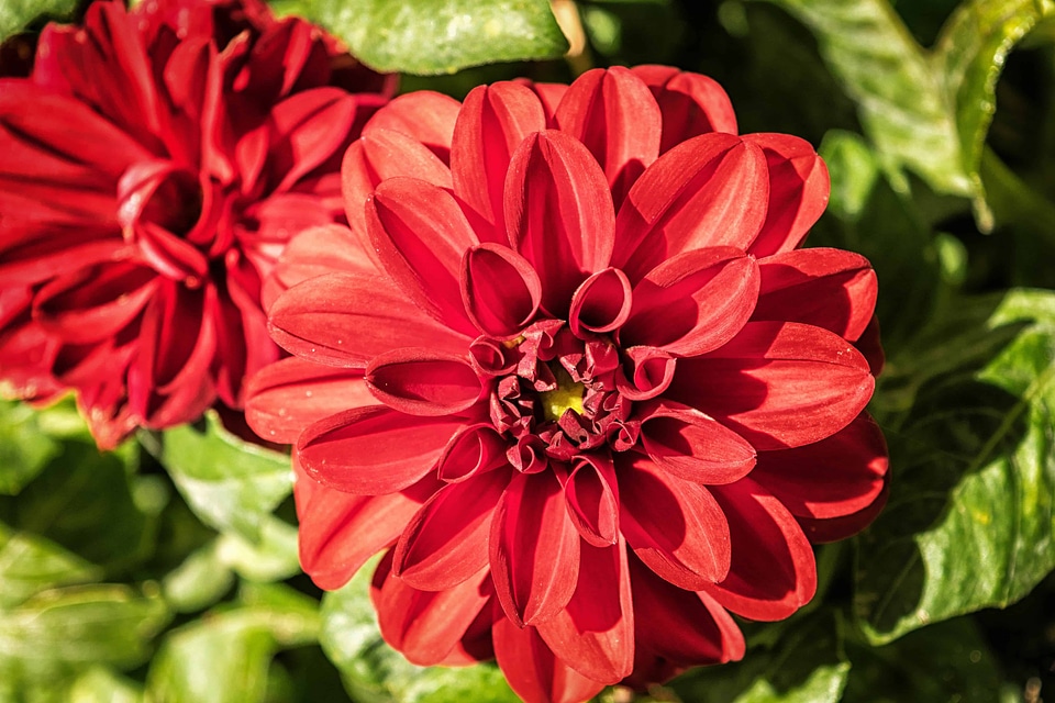 Beautiful beautiful flowers bloom