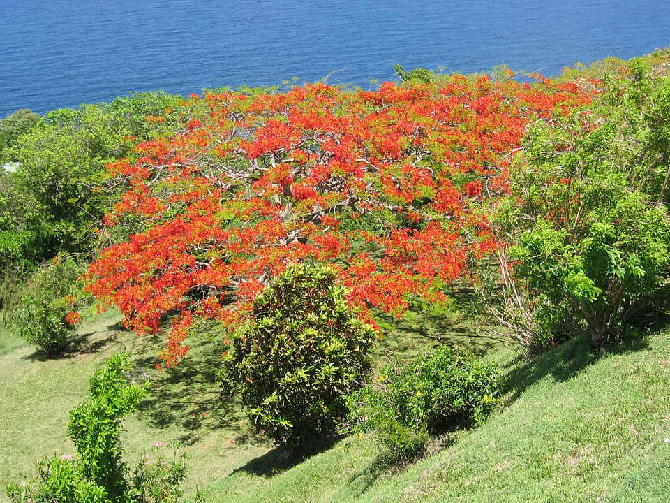 Tropical coast exotic