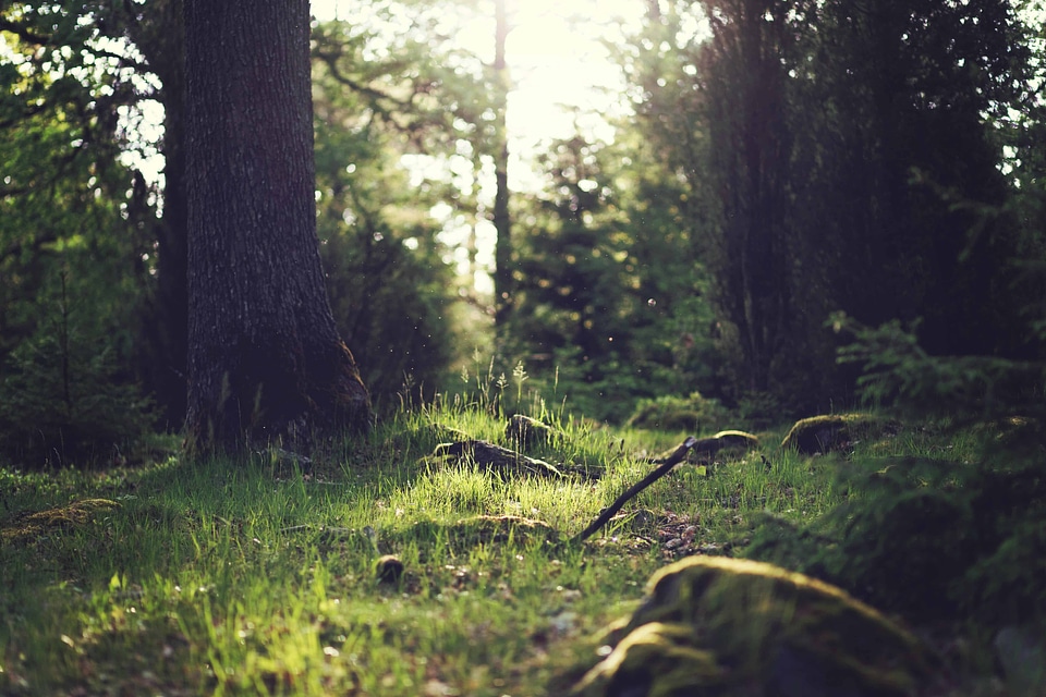 Branch dawn ecology