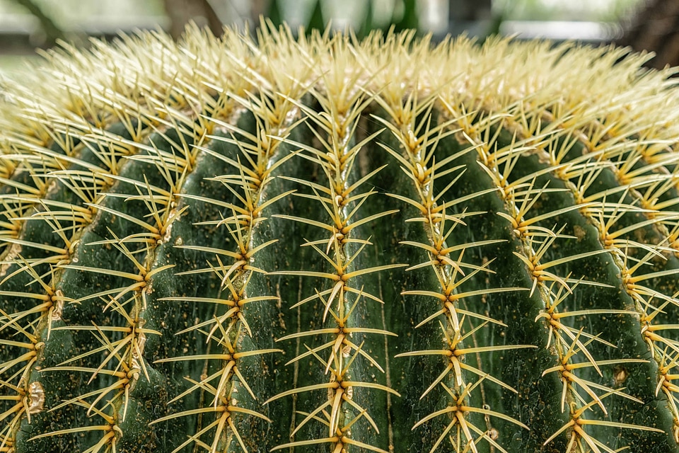 Cactus desert flora