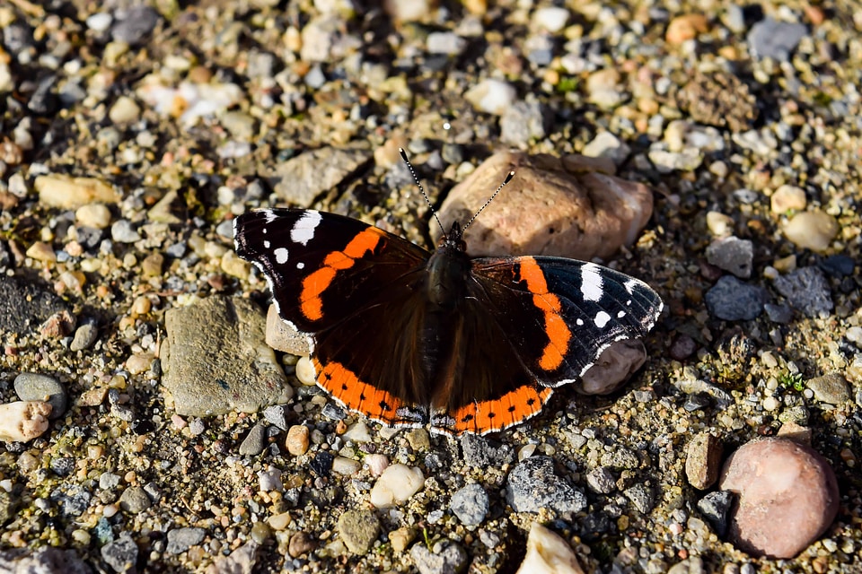 Animal arthropod bug