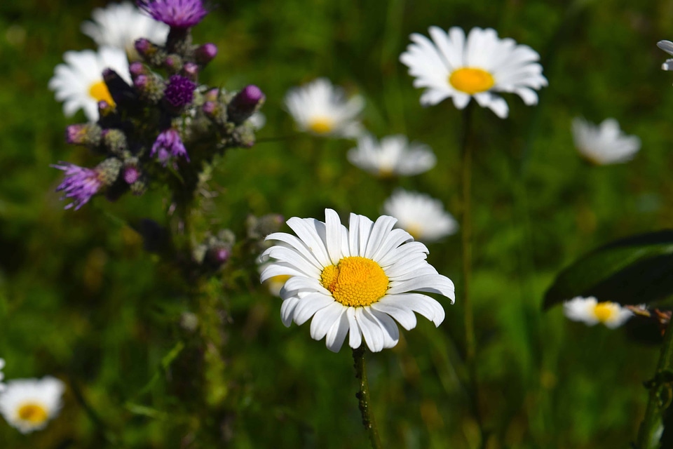 Beautiful Flowers blooming blossom