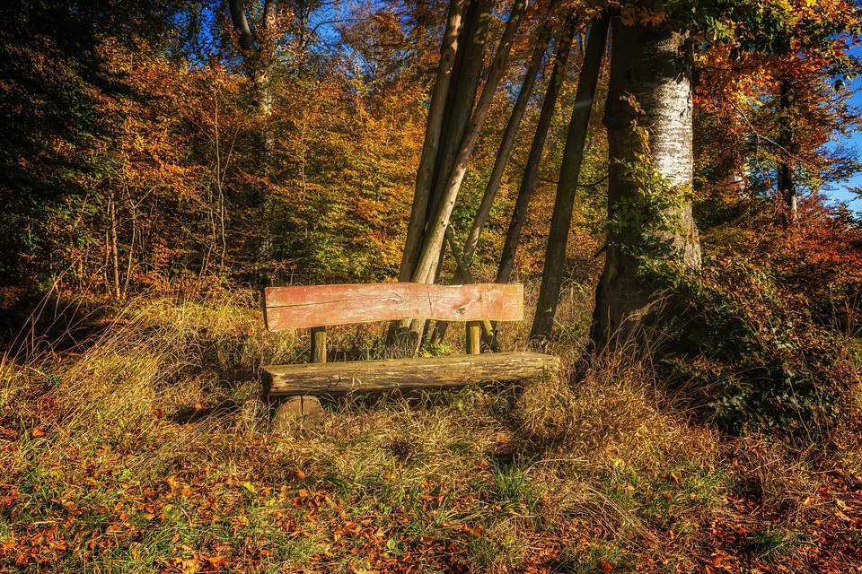 Autumn autumn season bench