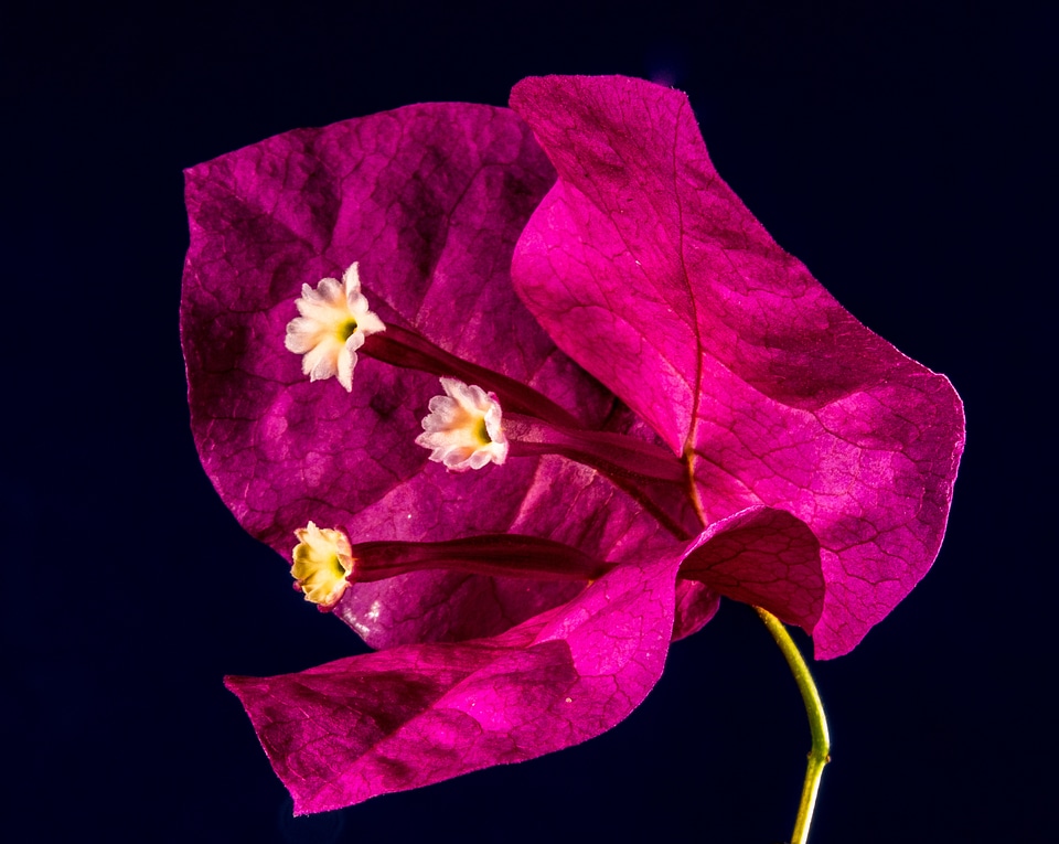 Flower pink bougainville