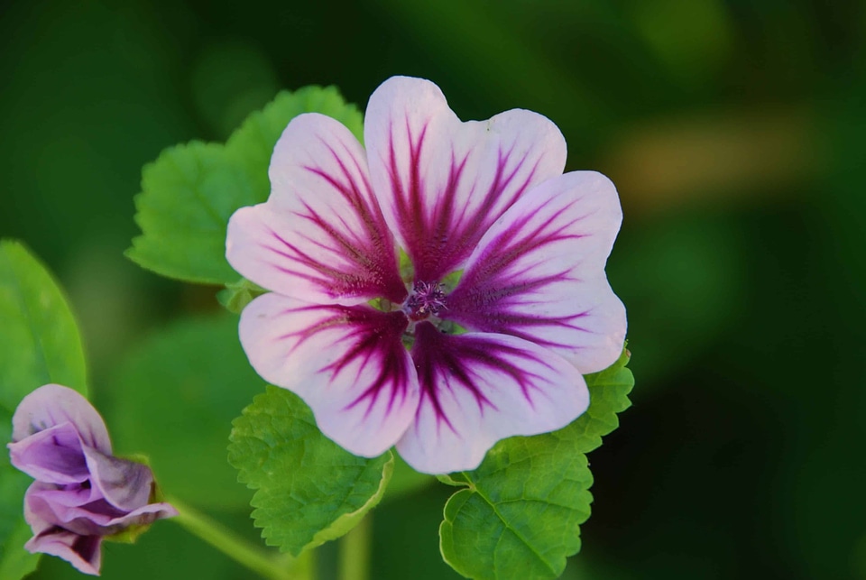 Beautiful Flowers beautiful photo bloom