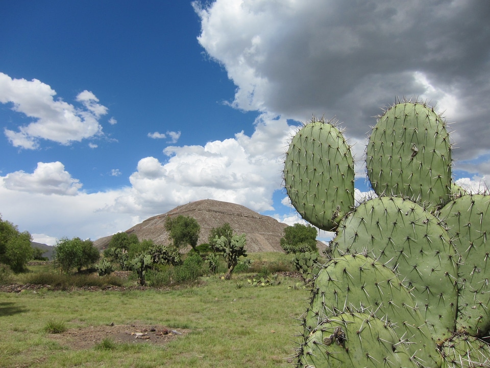 Mexico ruins cactus