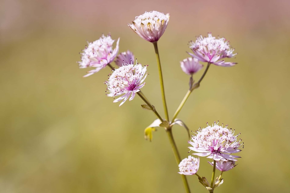 Beautiful Flowers beautiful photo bloom