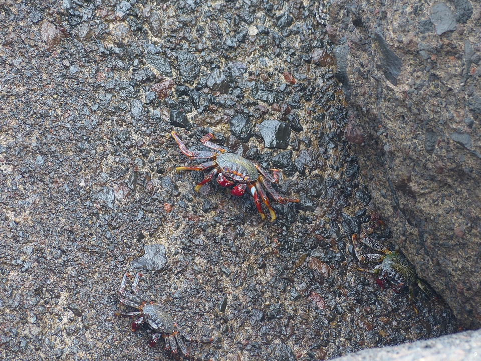 Red klippenkrabbe grapsus grapsus animal