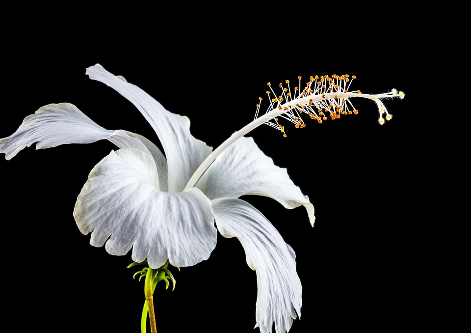 Beautiful Flowers beautiful photo blooming