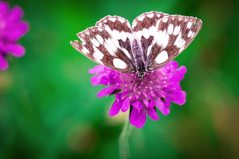 Beautiful Flowers beautiful photo bloom