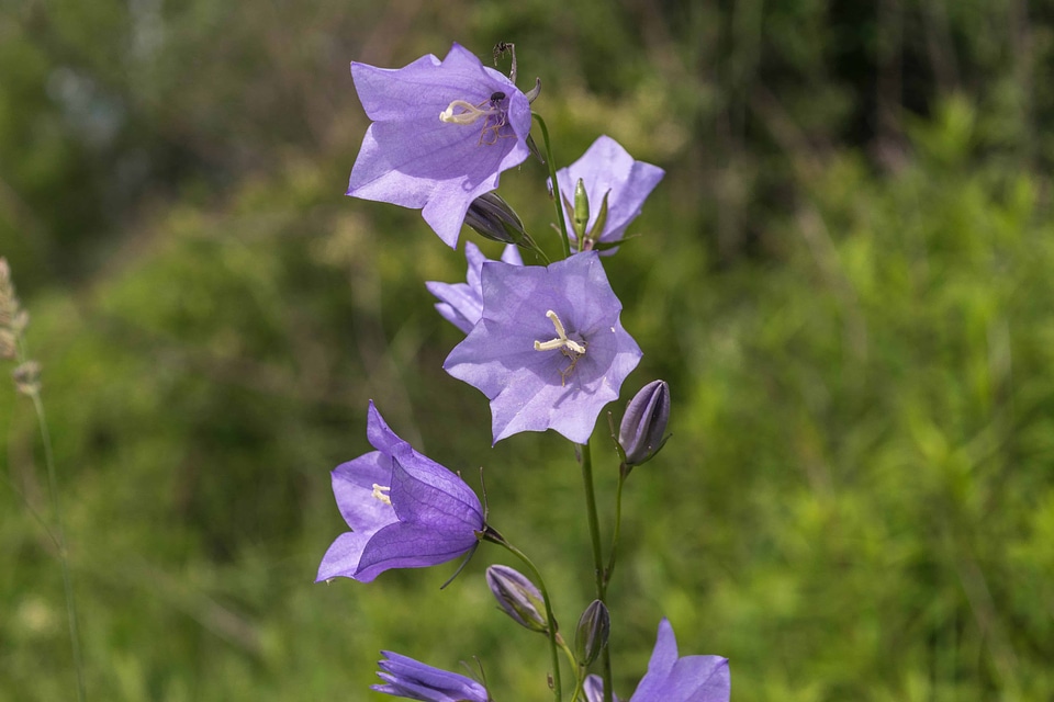 Beautiful Flowers bloom blooming