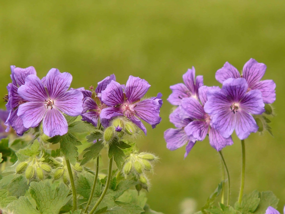 Beautiful Flowers beautiful photo bloom