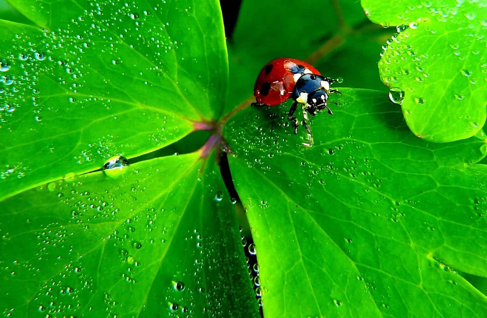 Animal arthropod beautiful photo