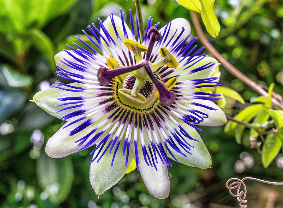 Beautiful Flowers beautiful photo blooming