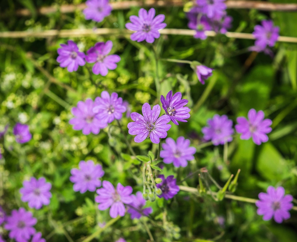 Beautiful Flowers bloom blooming