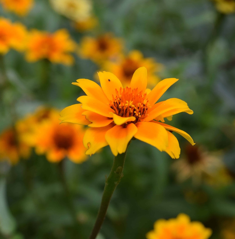 Beautiful Flowers bloom blooming