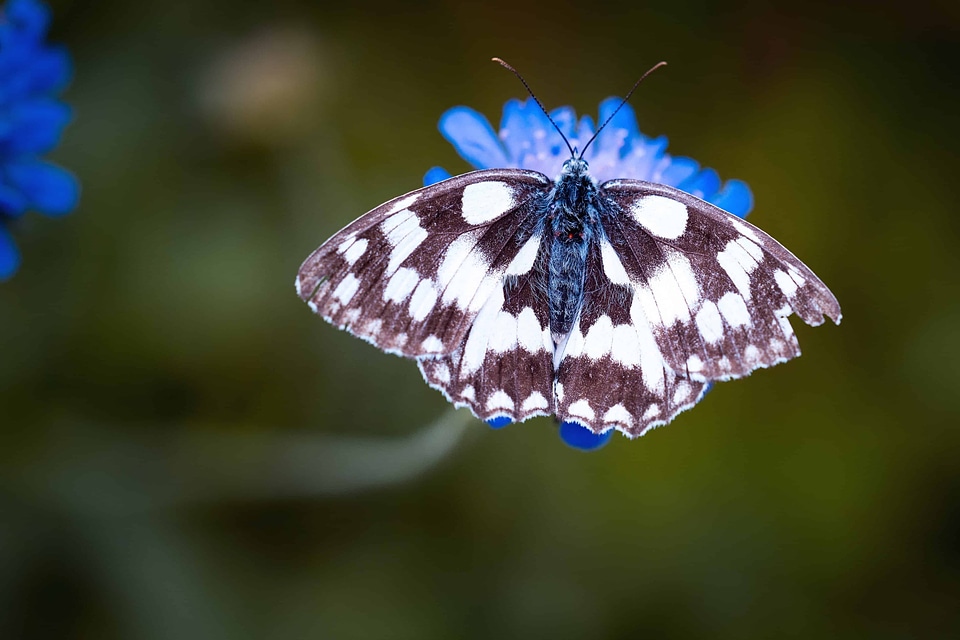 Animal arthropod beautiful flowers