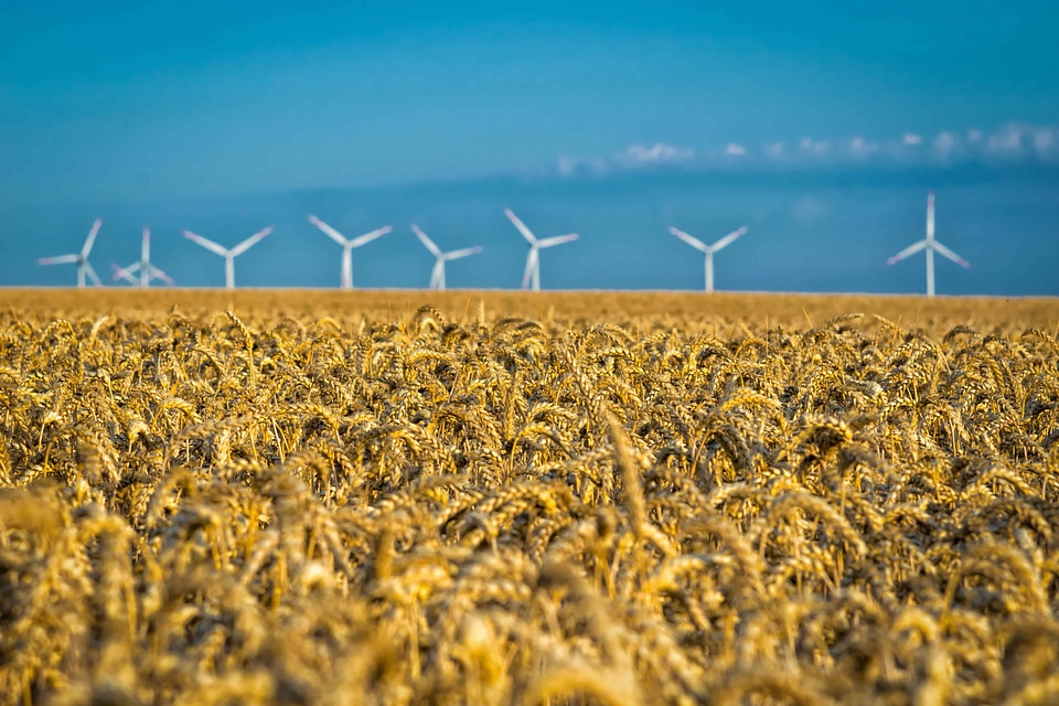Agriculture cereal field