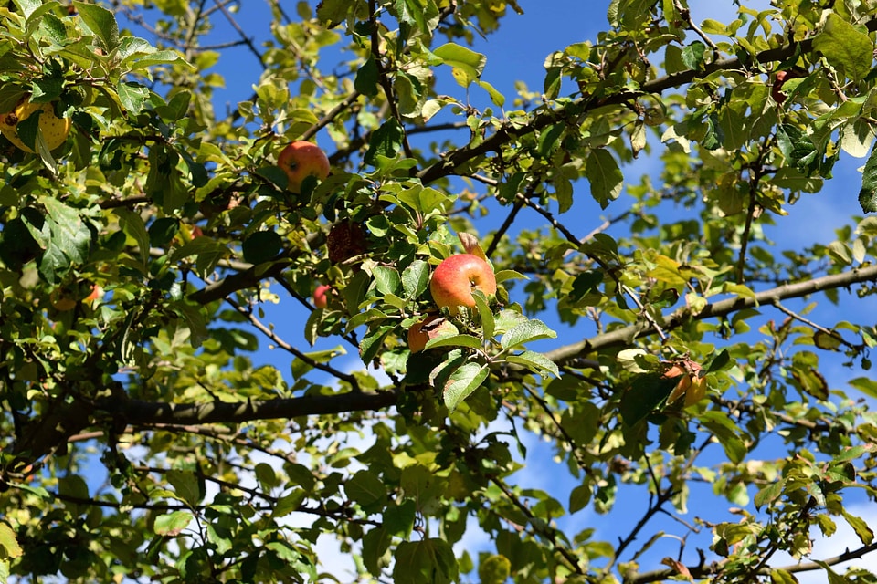 Agriculture apple autumn