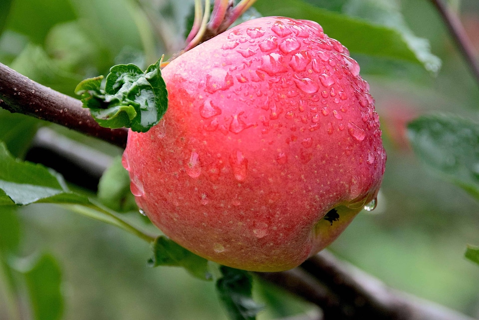 Agriculture apple beautiful photo