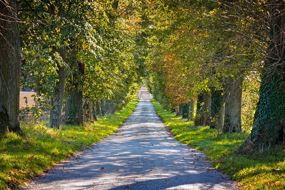 Alley autumn branch