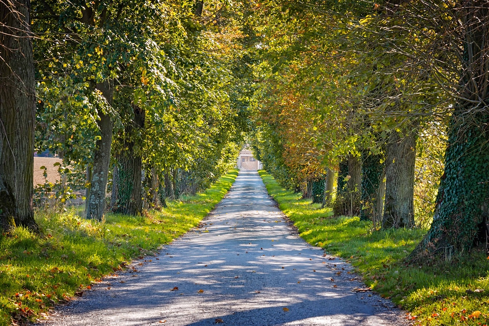 Alley autumn branch photo