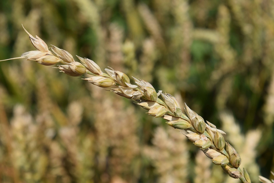 Agriculture cereal daylight