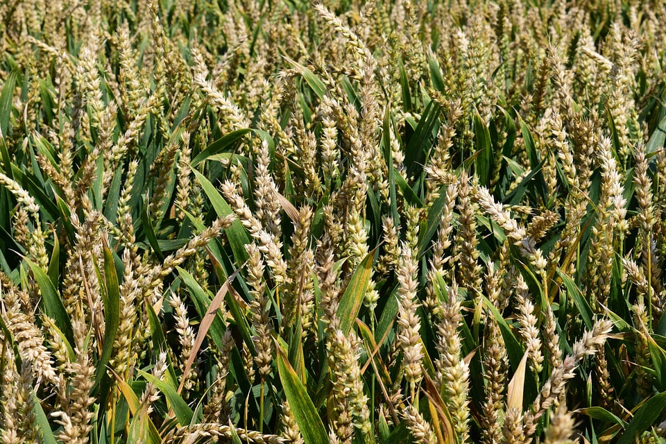Agriculture cereal diet