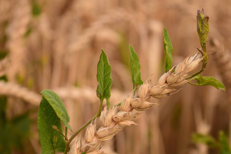 Agriculture cereal field