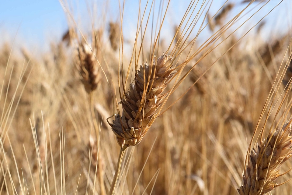 Cereal countryside field
