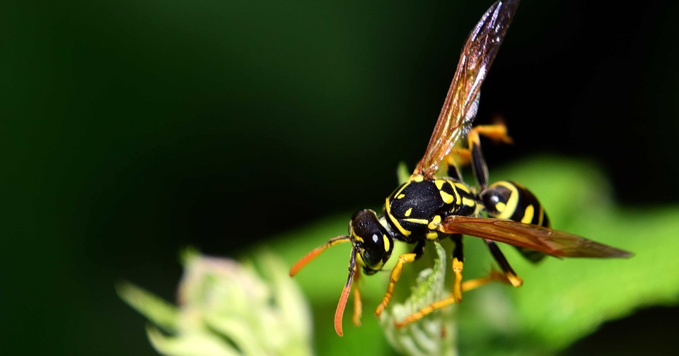 Animal arthropod entomology