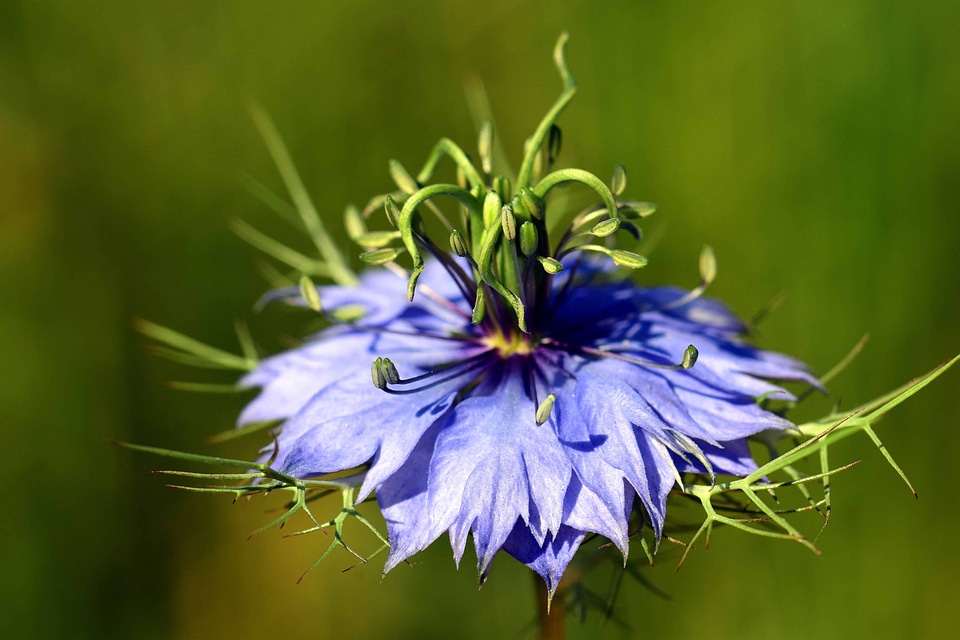 Beautiful Flowers beautiful photo blooming