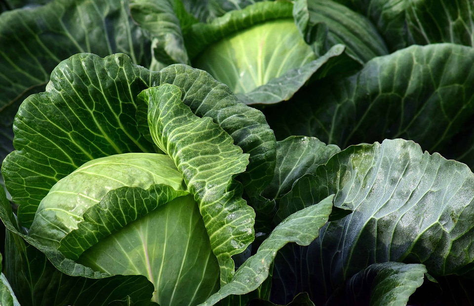 Agriculture cabbage calorie