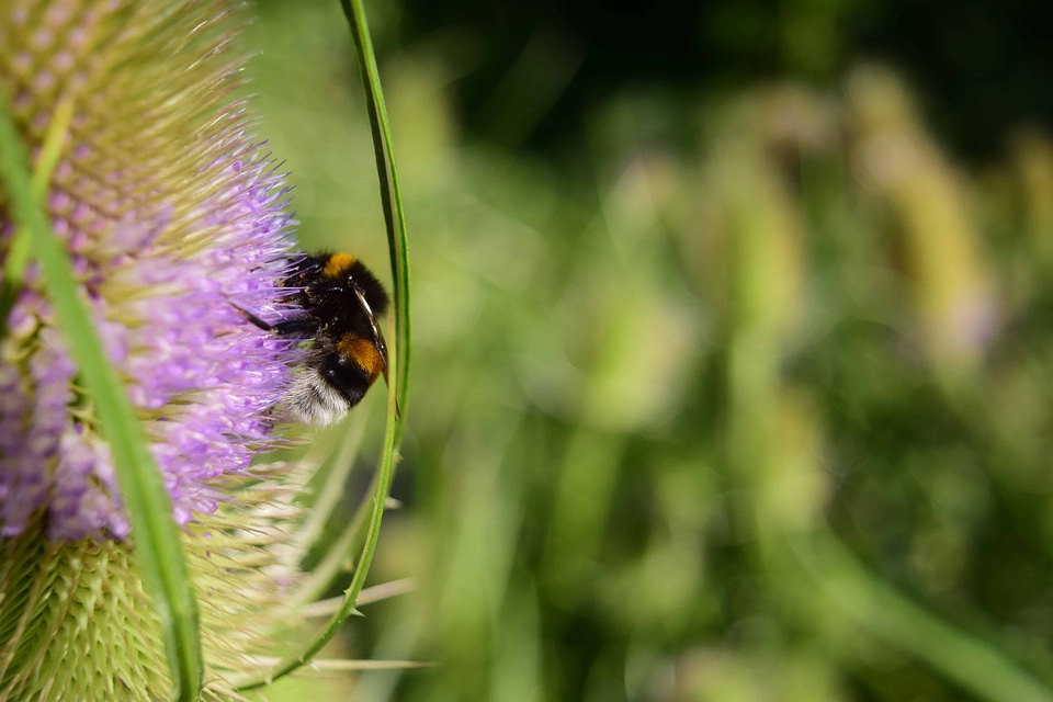 Animal arthropod beautiful flowers