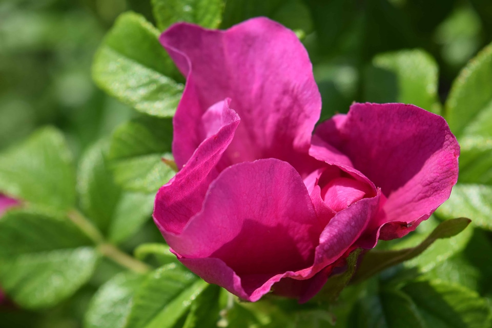 Beautiful beautiful flowers bloom