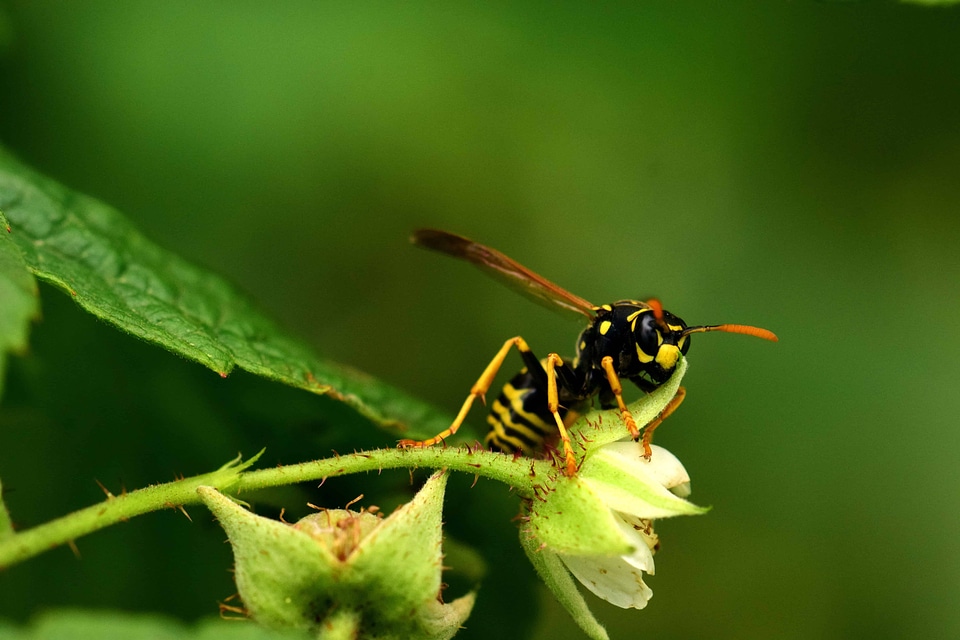 Animal arthropod bug