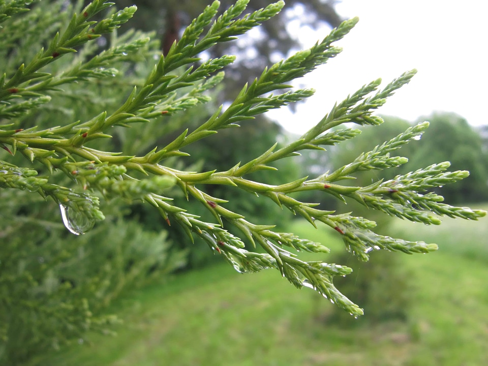 Branch climate conifer